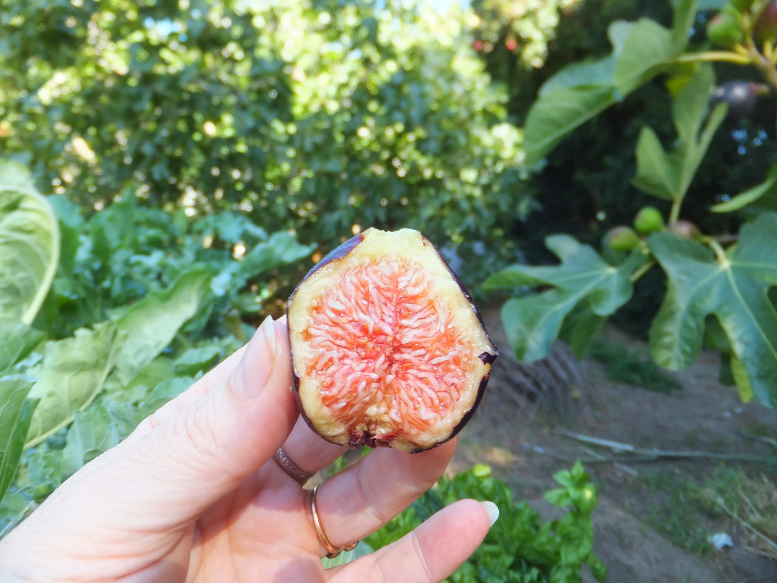 A picture of a fig