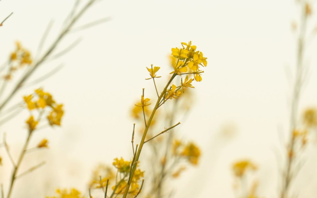 Savour The Quiet Magic of Sunshine