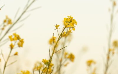 Savour The Quiet Magic of Sunshine